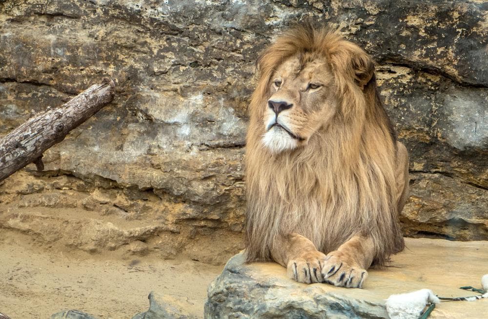 Bojnice – zámek a ZOO