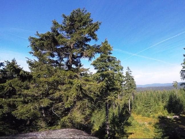 Sjezd po zelené turistické značce z Komářího vrchu do Stříbrné