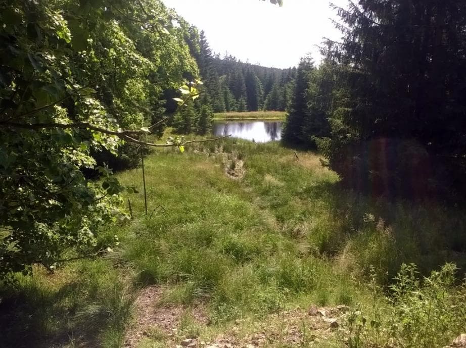 Rybník u rozcestí Bor