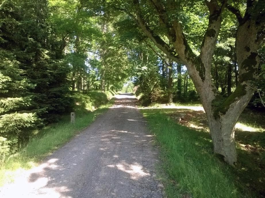 Cesta nad rozcestím Bor