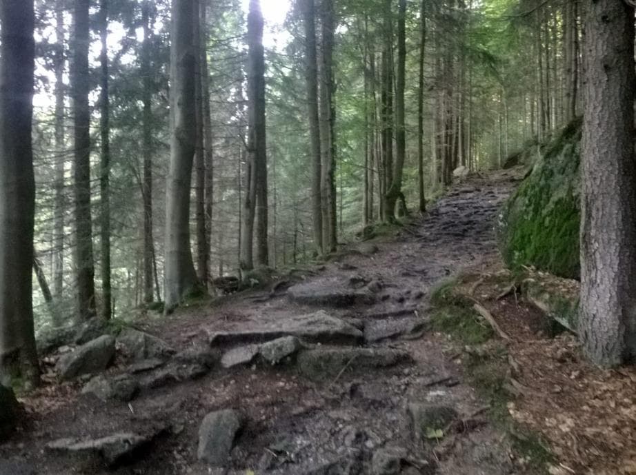 Cesta podél Černé Desné