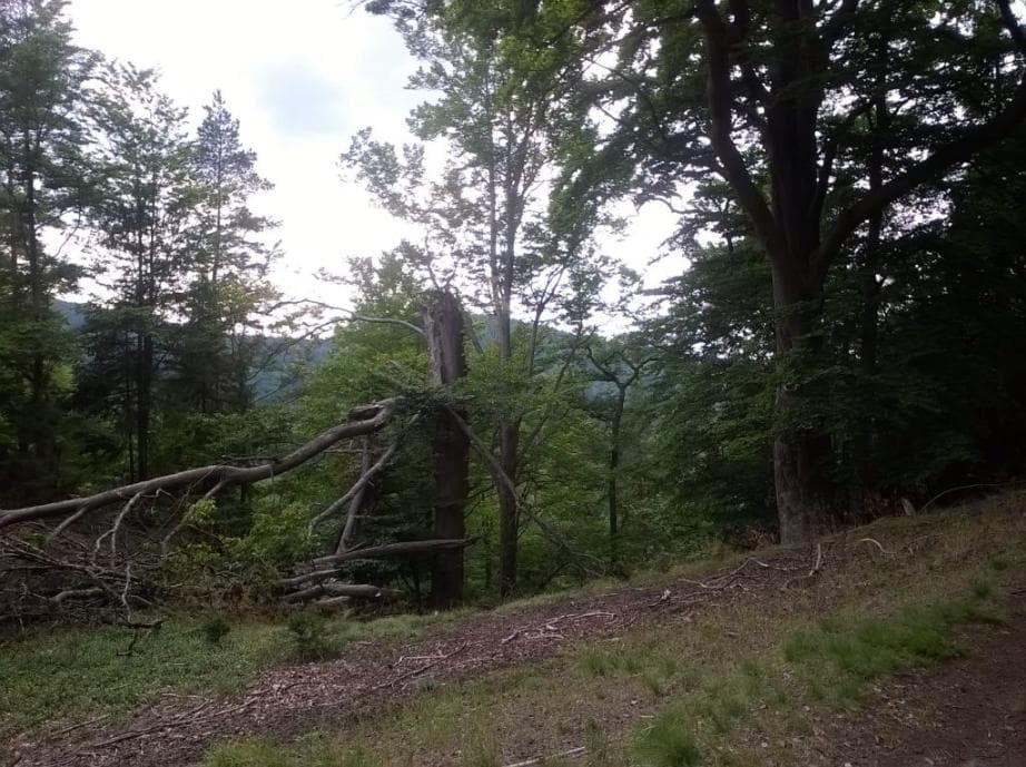 Cesta k Jeskynní vyhlídce