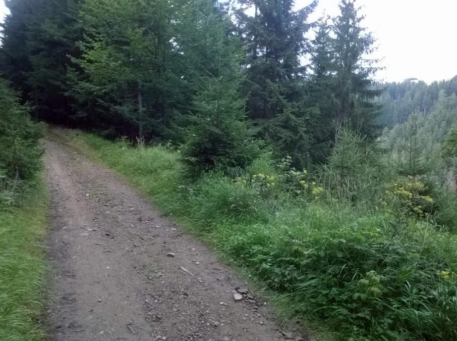 Lesní cesta po žluté