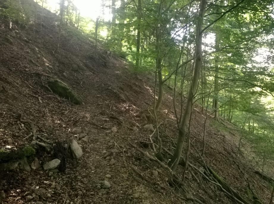 Lesní cesta k vyhlídce