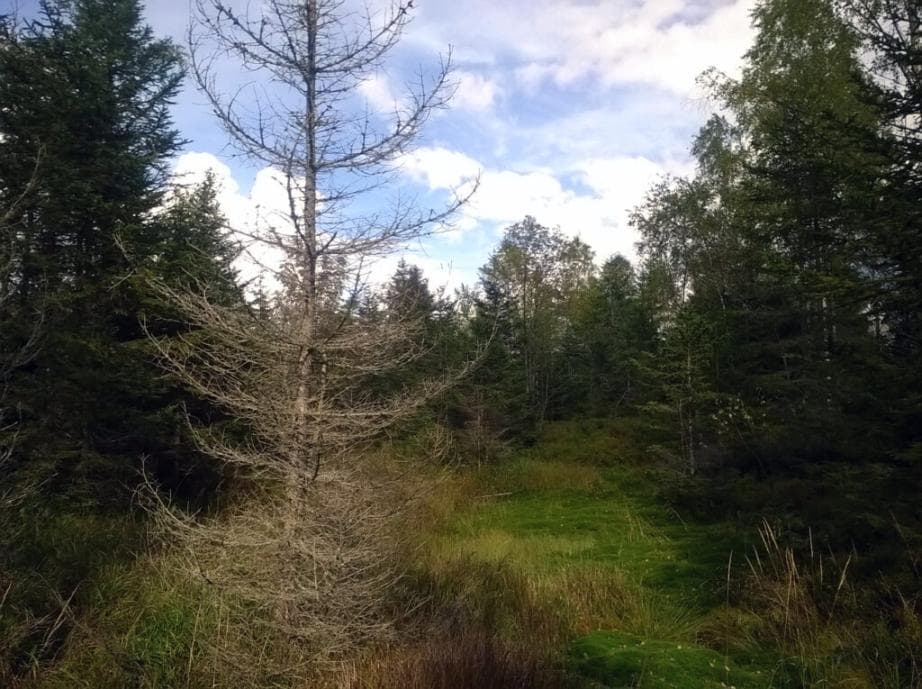 U Prášilského jezera