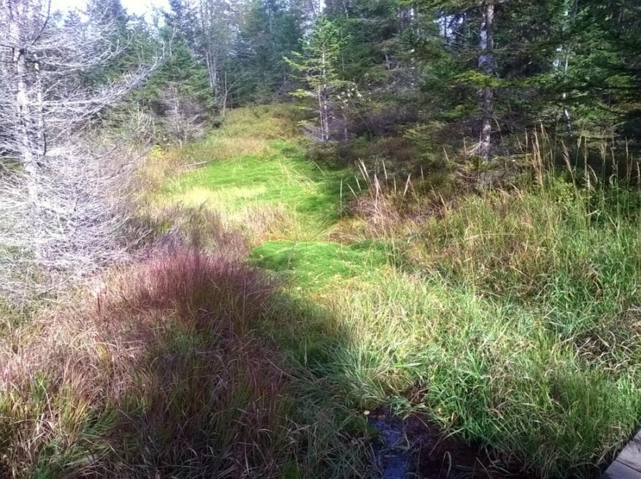 U Prášilského jezera