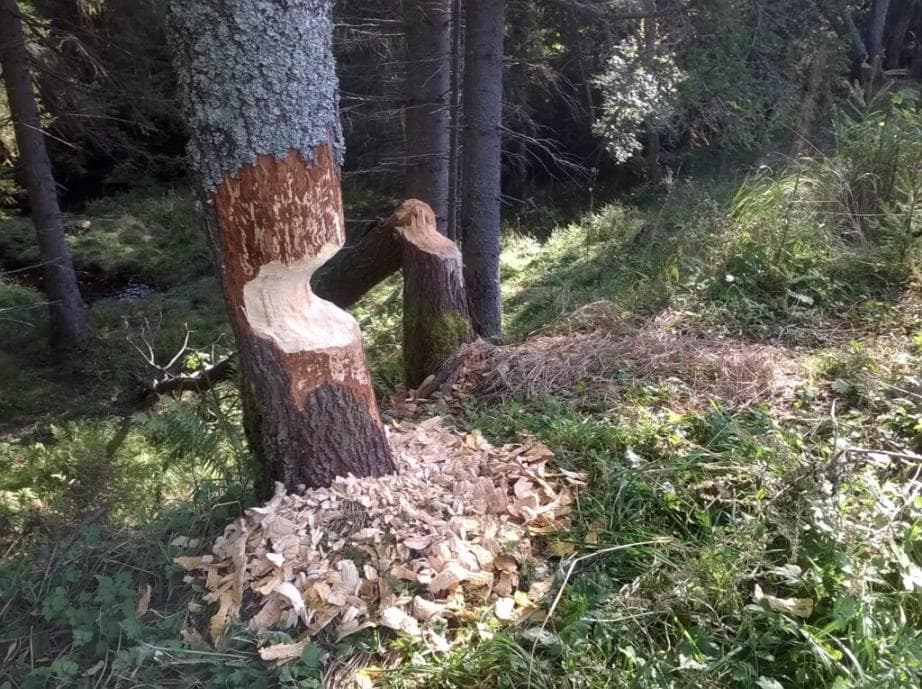 Vchynicko-Tetovský plavební kanál