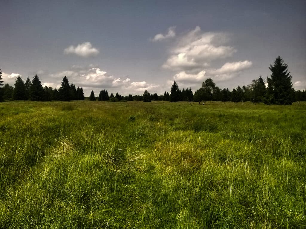 Moldava – Klíny – Grünwaldské vřesoviště