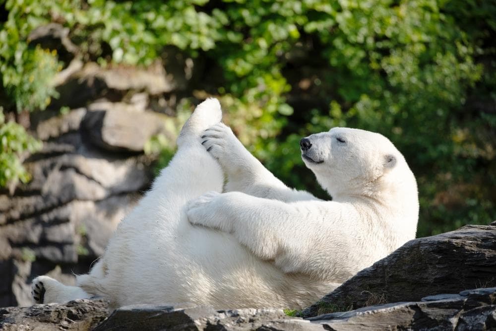 Delfinárium a ZOO v Norimberku