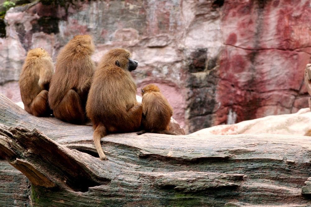 Delfinárium a ZOO v Norimberku