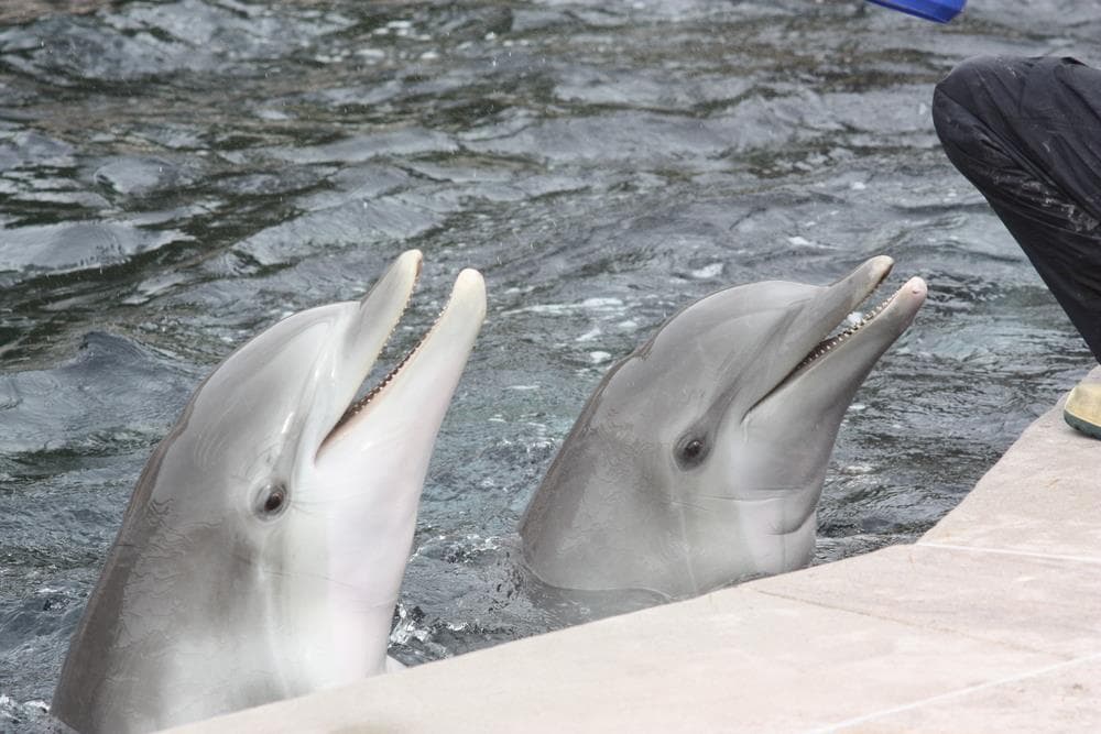 Delfinárium a ZOO v Norimberku
