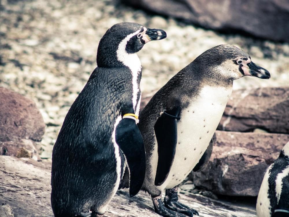Delfinárium a ZOO v Norimberku
