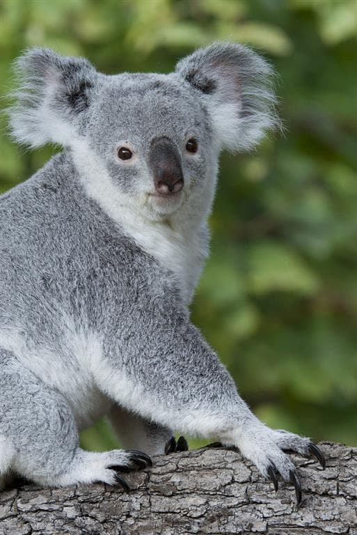 ZOO Vídeň a zámek Schönbrunn