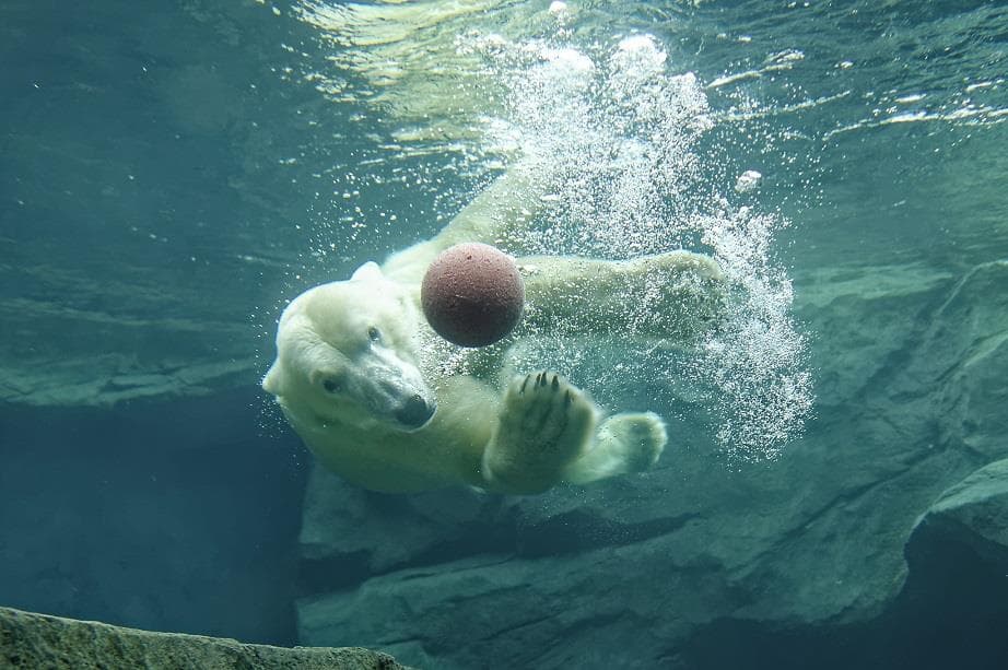 ZOO Vídeň a zámek Schönbrunn
