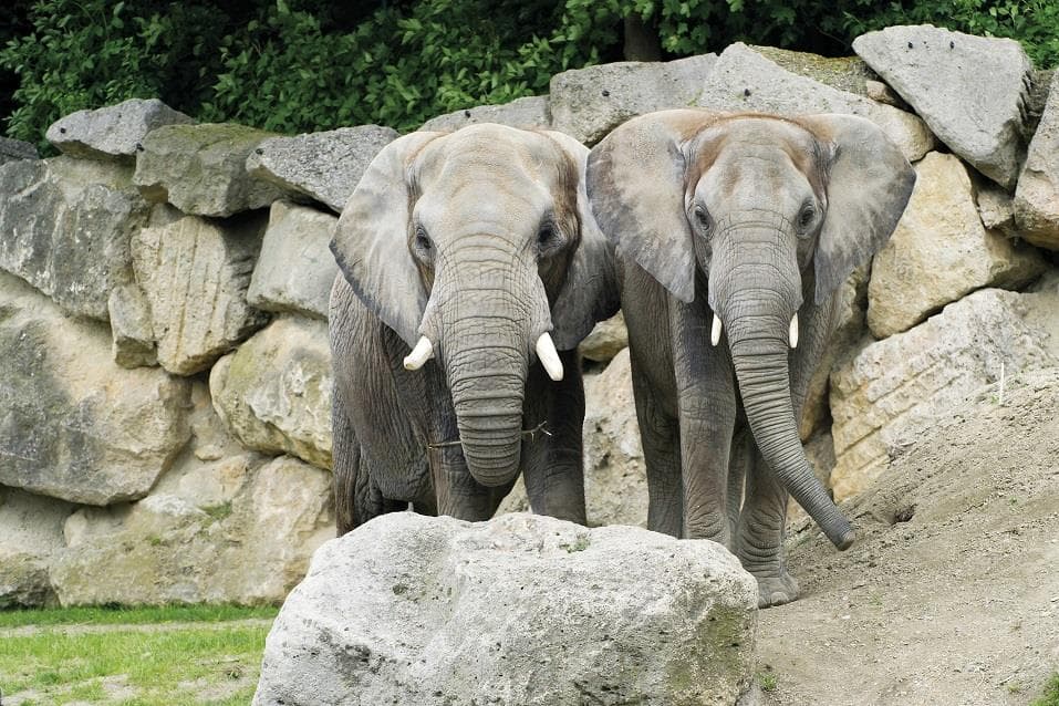 ZOO Vídeň a zámek Schönbrunn