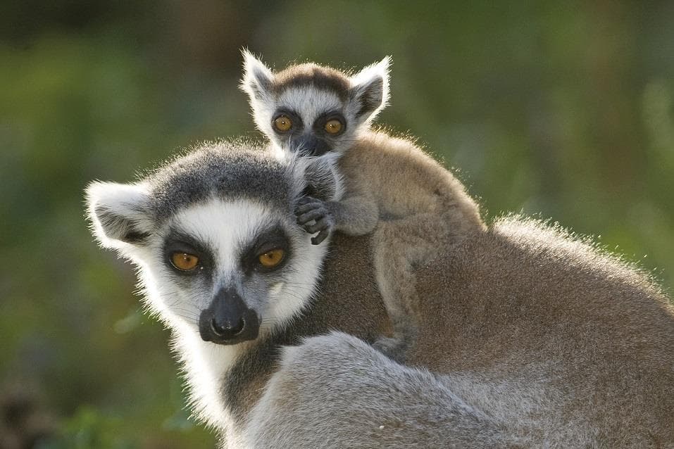 ZOO Vídeň a zámek Schönbrunn