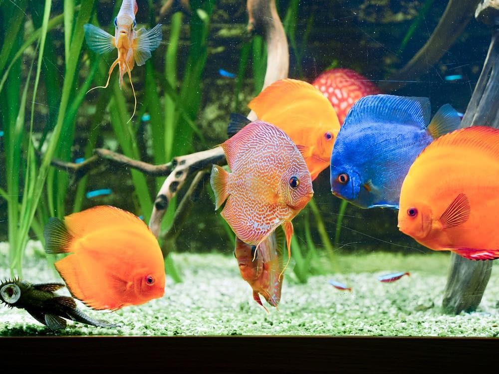 Prater ve Vídni a Dům moří