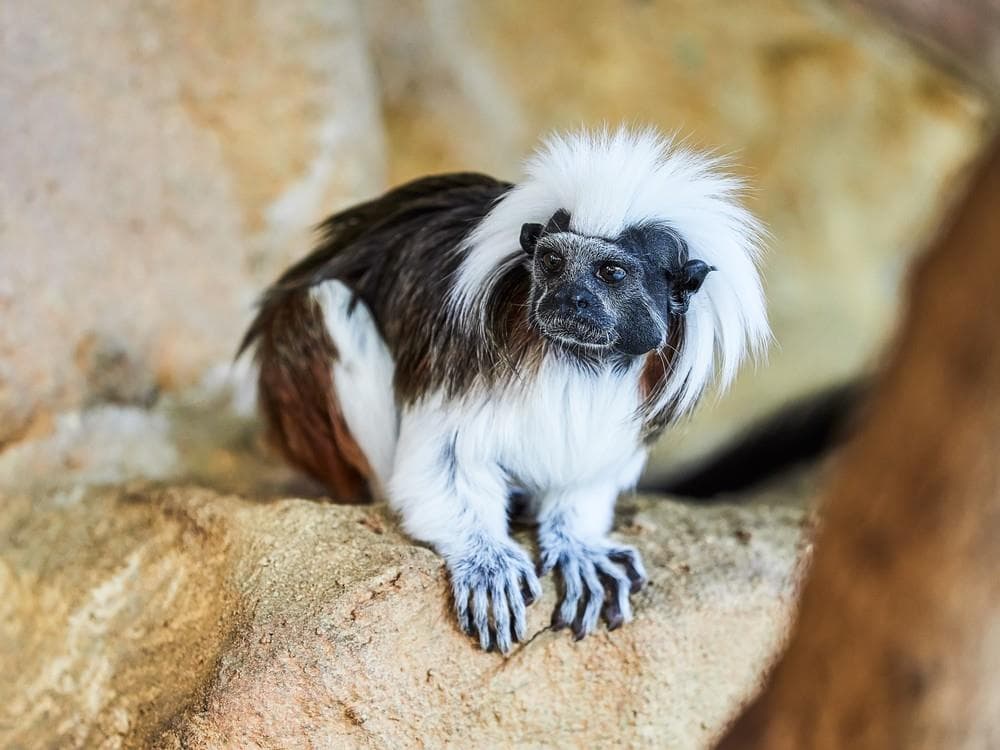 Prater ve Vídni a Dům moří