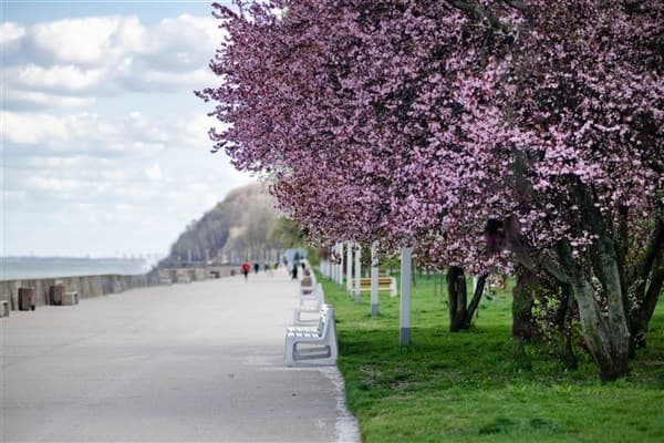RÓZANY GAJ – Gdynia