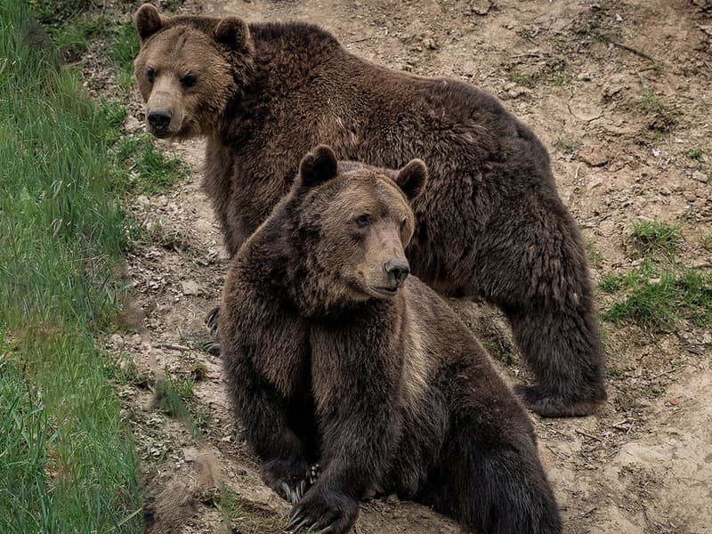 Zážitková noc v zoo