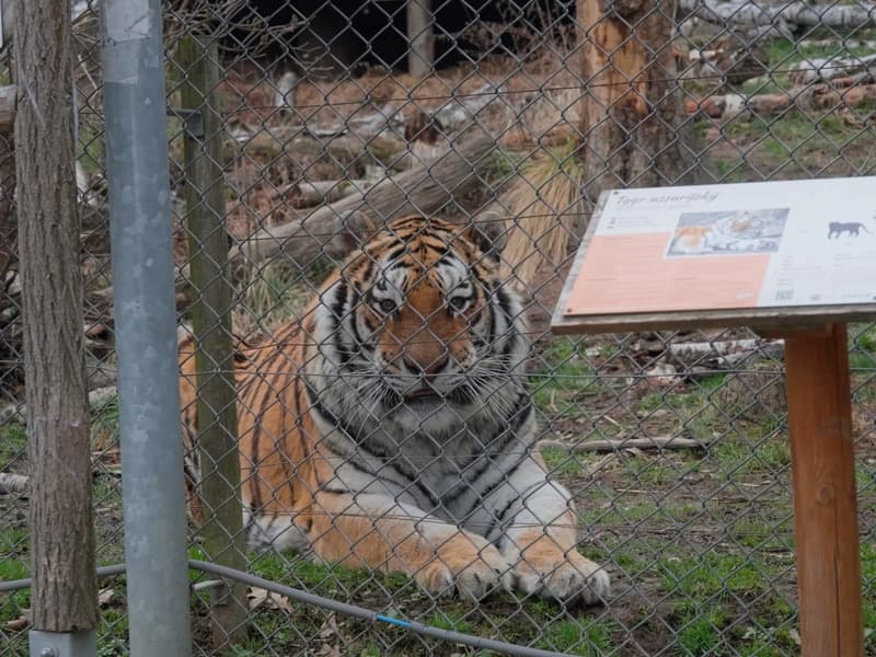 Ošetřovatelem v zoo na jeden den + nocování | zážitkový poukaz