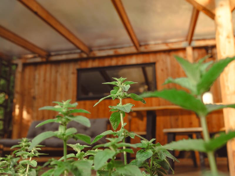Tiny house mezi stromy v Jizerských horách