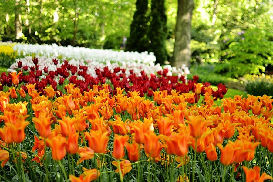 To nejlepší z Amsterdamu + KVĚTINOVÁ ZAHRADA KEUKENHOF