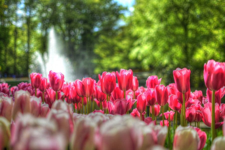 To nejlepší z Amsterdamu + KVĚTINOVÁ ZAHRADA KEUKENHOF