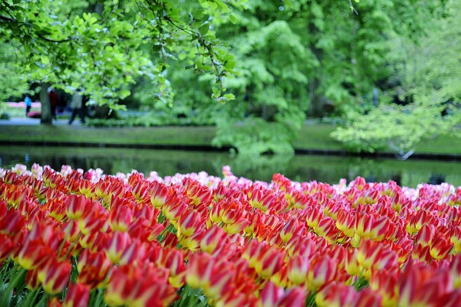 To nejlepší z Amsterdamu + KVĚTINOVÁ ZAHRADA KEUKENHOF