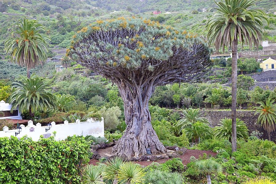 To nejlepší z Tenerife + LA GOMERA