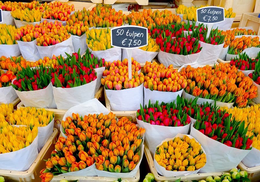 To nejlepší z Amsterdamu + KVĚTINOVÁ ZAHRADA KEUKENHOF