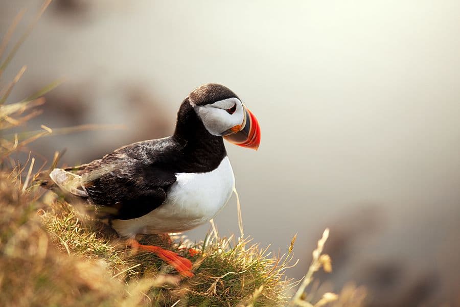 Národní parky jižního Irska + PLAVBA KE SKELLIG ISLANDS + DINGLE