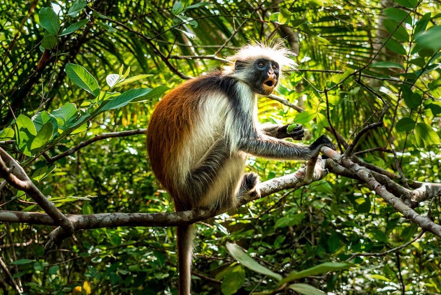 To nejlepší ze Zanzibaru + SAFARI V TANZANII + KOUPÁNÍ V INDICKÉM OCEÁNU