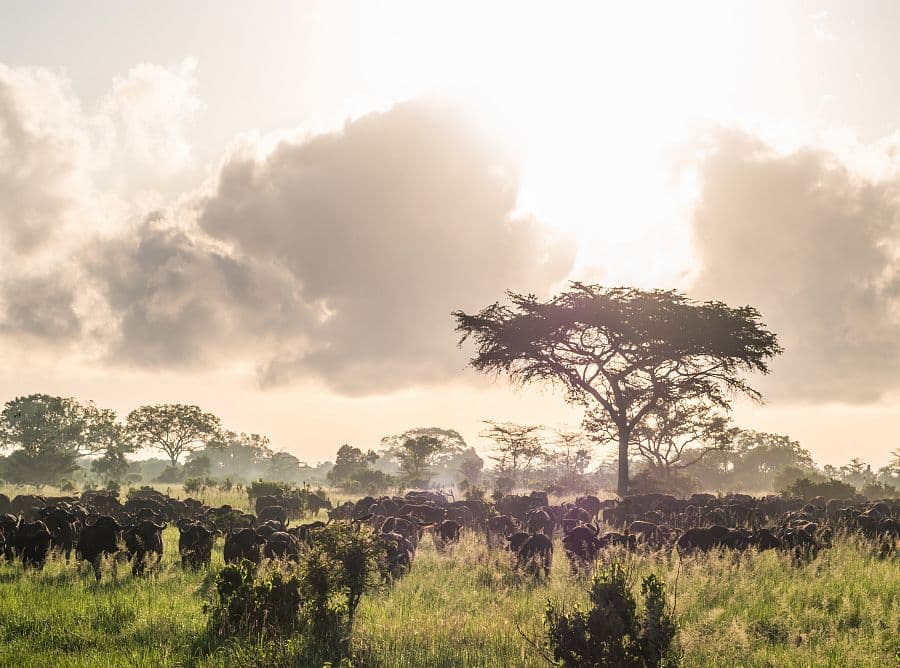 To nejlepší ze Zanzibaru + SAFARI V TANZANII + KOUPÁNÍ V INDICKÉM OCEÁNU