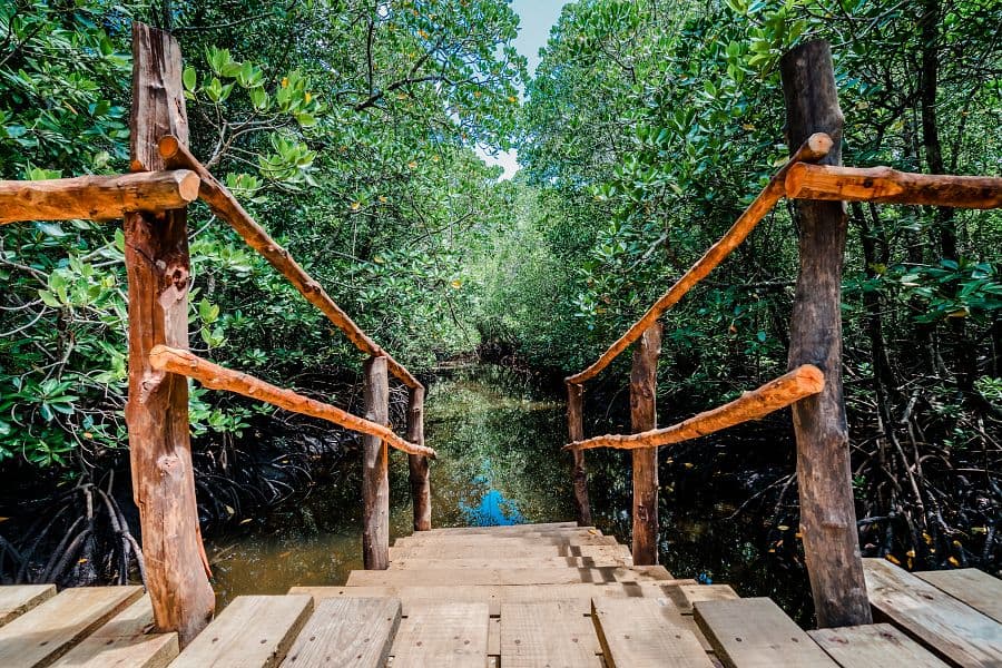 To nejlepší ze Zanzibaru + SAFARI V TANZANII + KOUPÁNÍ V INDICKÉM OCEÁNU