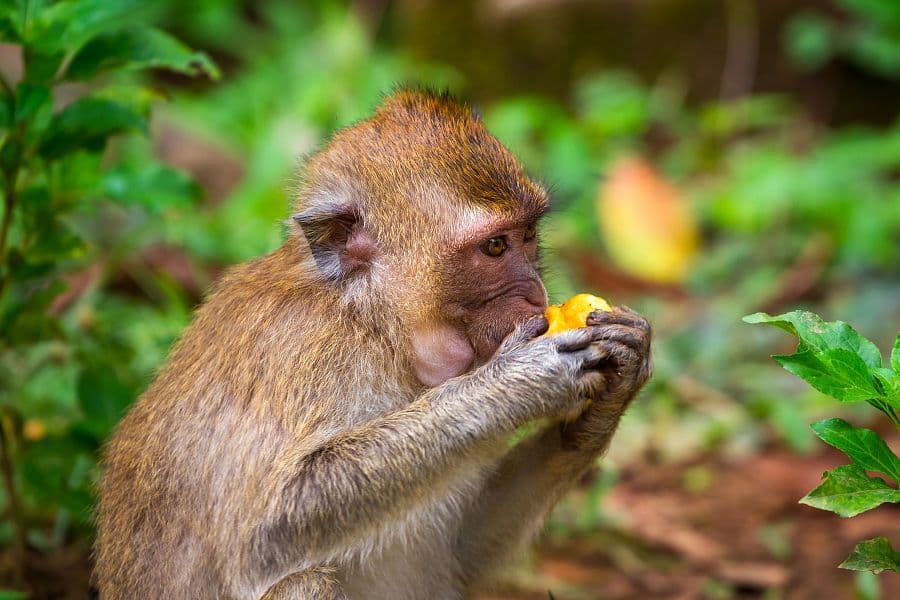 To nejlepší z Thajska + NÁRODNÍ PARK KHAO SOK + KRÁLOVSKÉ MĚSTO CHIANG MAI