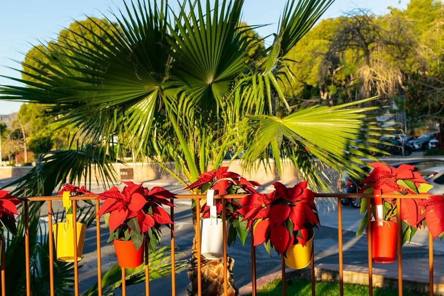 Adventní Málaga + VÁNOČNÍ SVĚTELNÁ BOTANICKÁ ZAHRADA