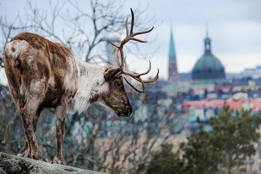 Adventní Helsinky + STOCKHOLM + VÁNOČNÍ SKANZEN VE ŠVÉDSKU