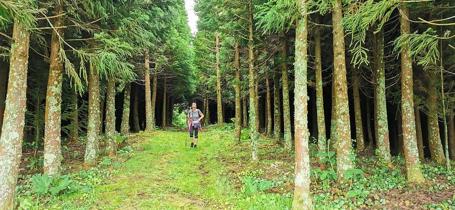 To nejlepší z ostrova São Miguel + TURISTIKA + OCHUTNÁVKA AZORSKÉHO ČAJE