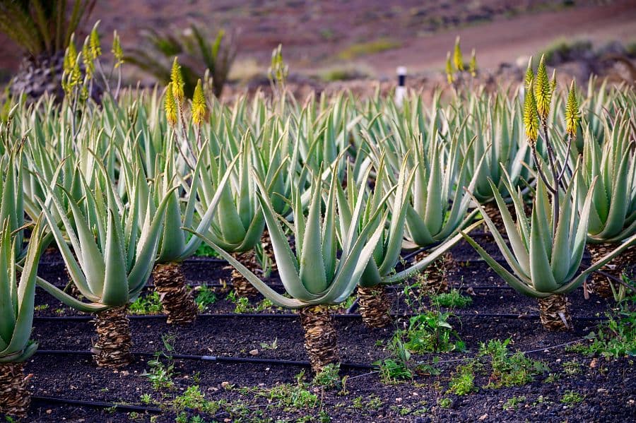 To nejlepší z ostrova La Gomera + TURISTIKA + SPECIALITY KANÁRSKÉ GASTRONOMIE