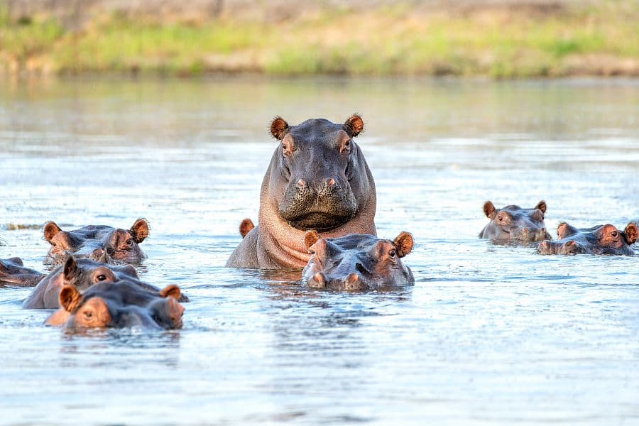Namibie a Botswana + AFRICKÉ SAFARI + VIKTORIINY VODOPÁDY