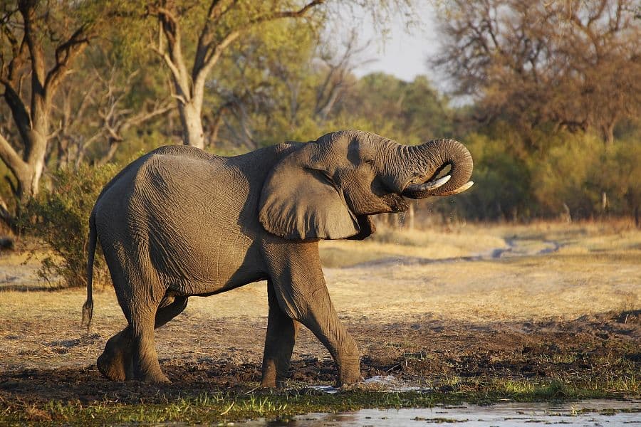 Namibie a Botswana + AFRICKÉ SAFARI + VIKTORIINY VODOPÁDY