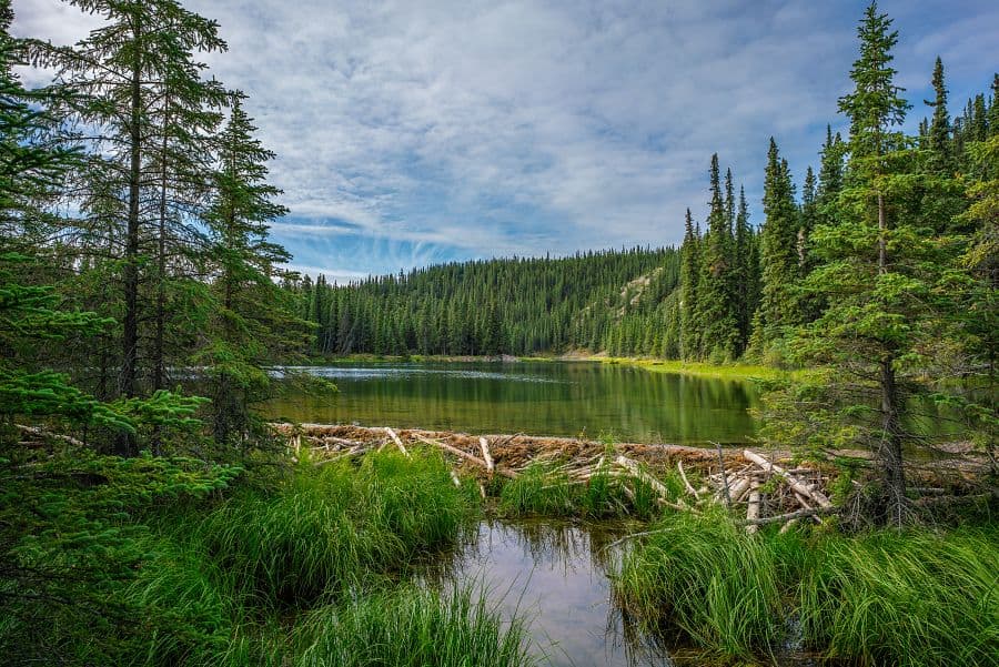 To nejlepší z Aljašky + DIVOKÁ FAUNA SEVERU + PLAVBA LEDOVCOVOU KRAJINOU