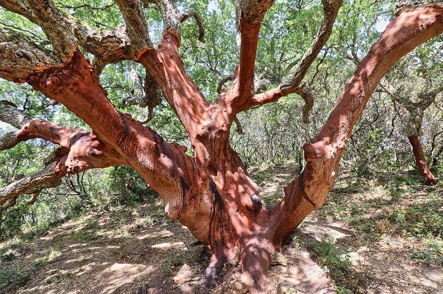 To nejlepší ze Sardinie + NEPTUNOVA JESKYNĚ + PLAVBA NA OSTROVY LA MADDALENA