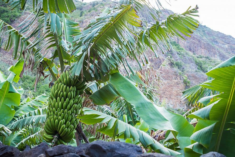 To nejlepší z Madeiry + OSTROVNÍ GASTRONOMIE + VÝLETNÍ PLAVBA NA PORTO SANTO
