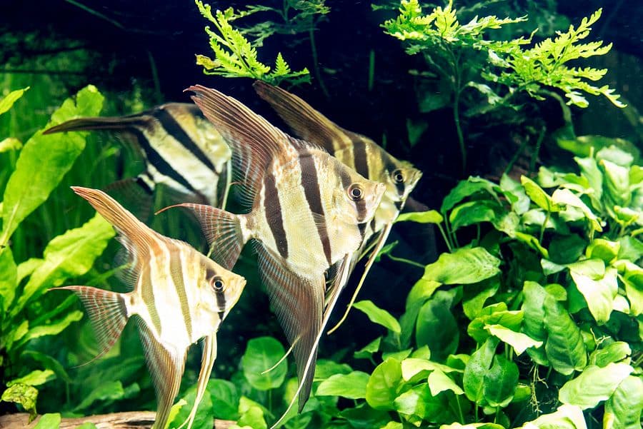 Lisabon pro rodiče a děti + HRAVÉ MUZEUM VĚDY + MOŘSKÝ SVĚT NEJVĚTŠÍHO OCEANÁRIA