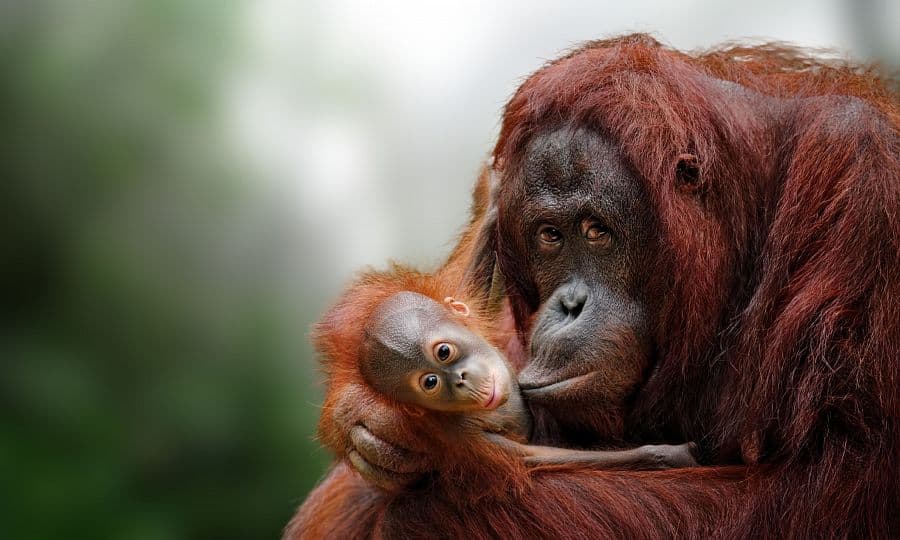 To nejlepší z Bornea + PŘÍRODNÍ REZERVACE ORANGUTANŮ + OSTROV MATAKING