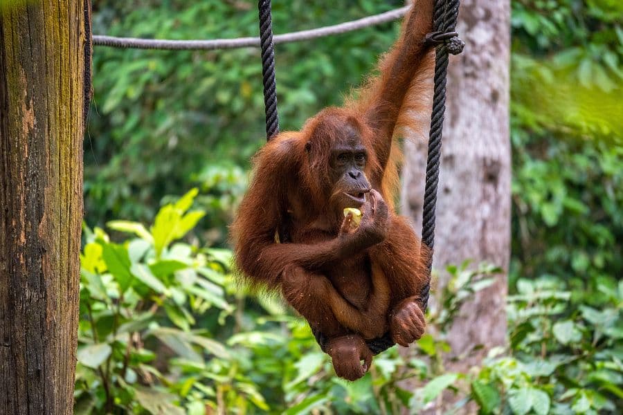 To nejlepší z Bornea + PŘÍRODNÍ REZERVACE ORANGUTANŮ + OSTROV MATAKING