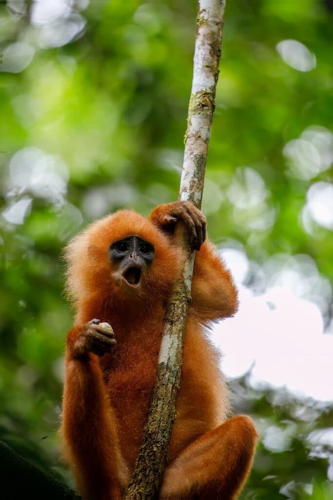 To nejlepší z Bornea + PŘÍRODNÍ REZERVACE ORANGUTANŮ + OSTROV MATAKING
