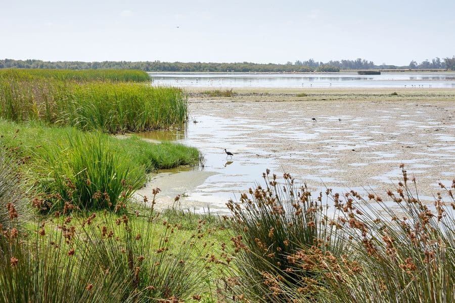 Cádizský záliv + NÁRODNÍ PARK DOÑANA + VINAŘSTVÍ OSBORNE S OCHUTNÁVKOU SHERRY